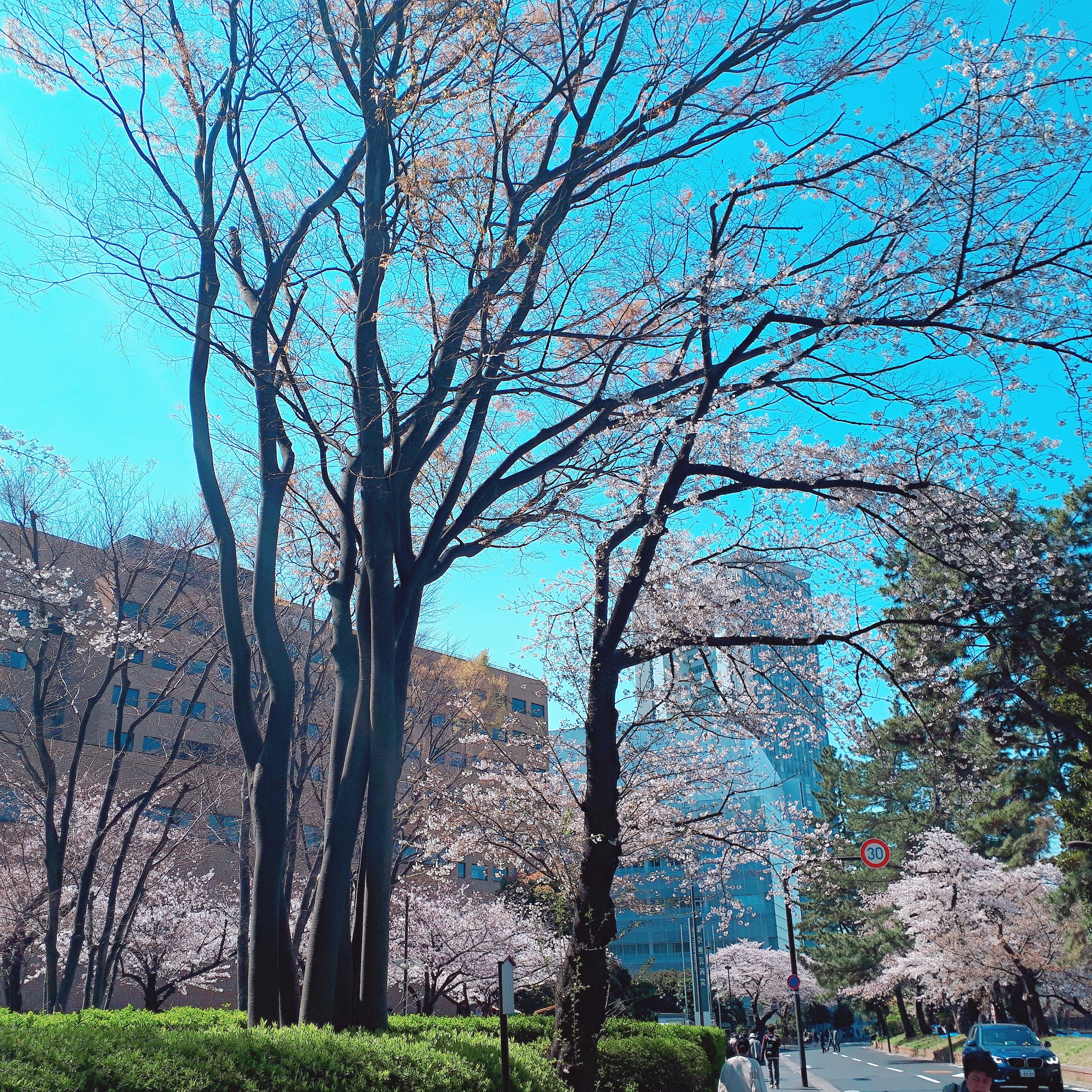 桜とビルと青空