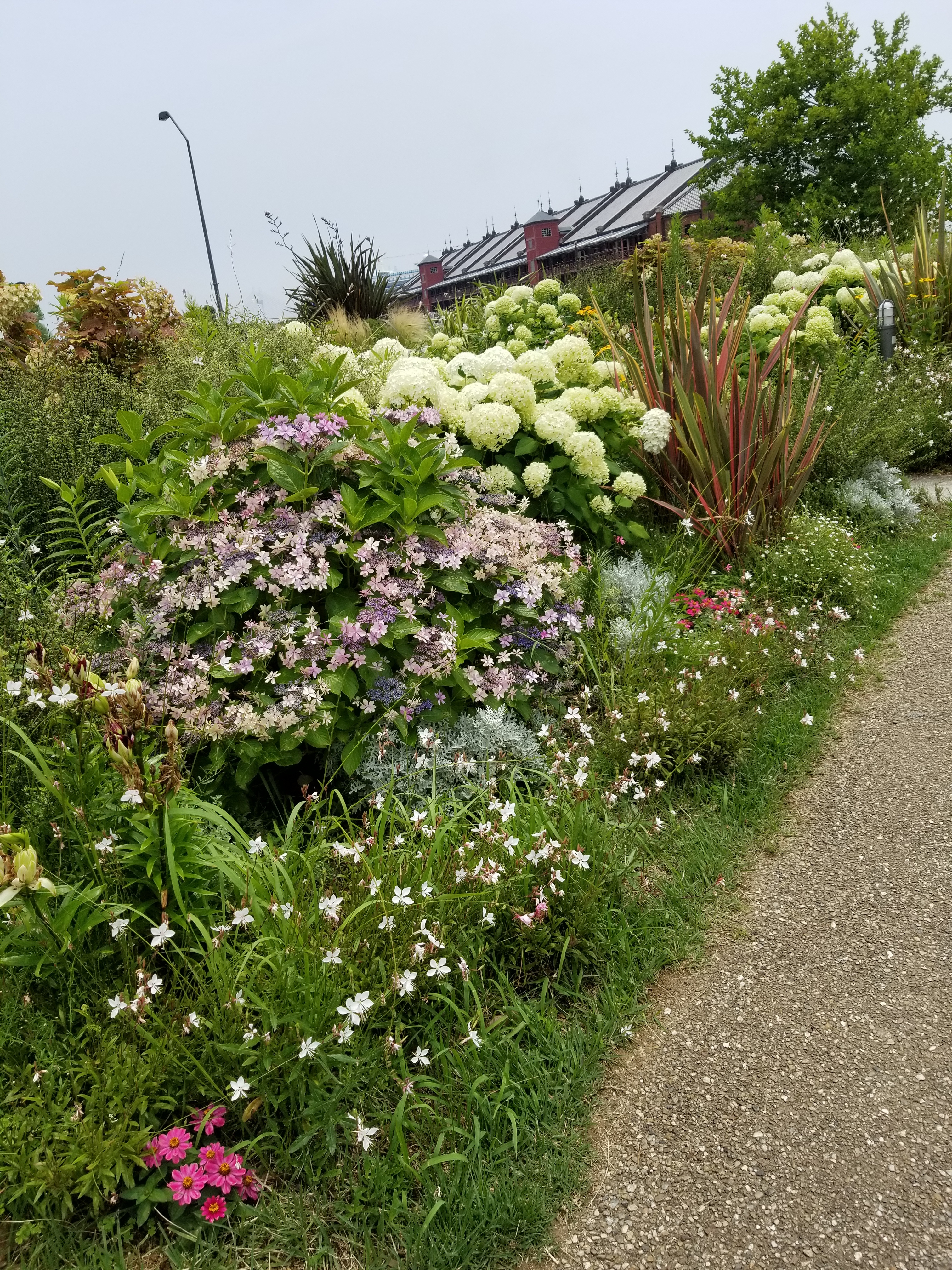 ウォーキングプログラムで見つけた紫陽花