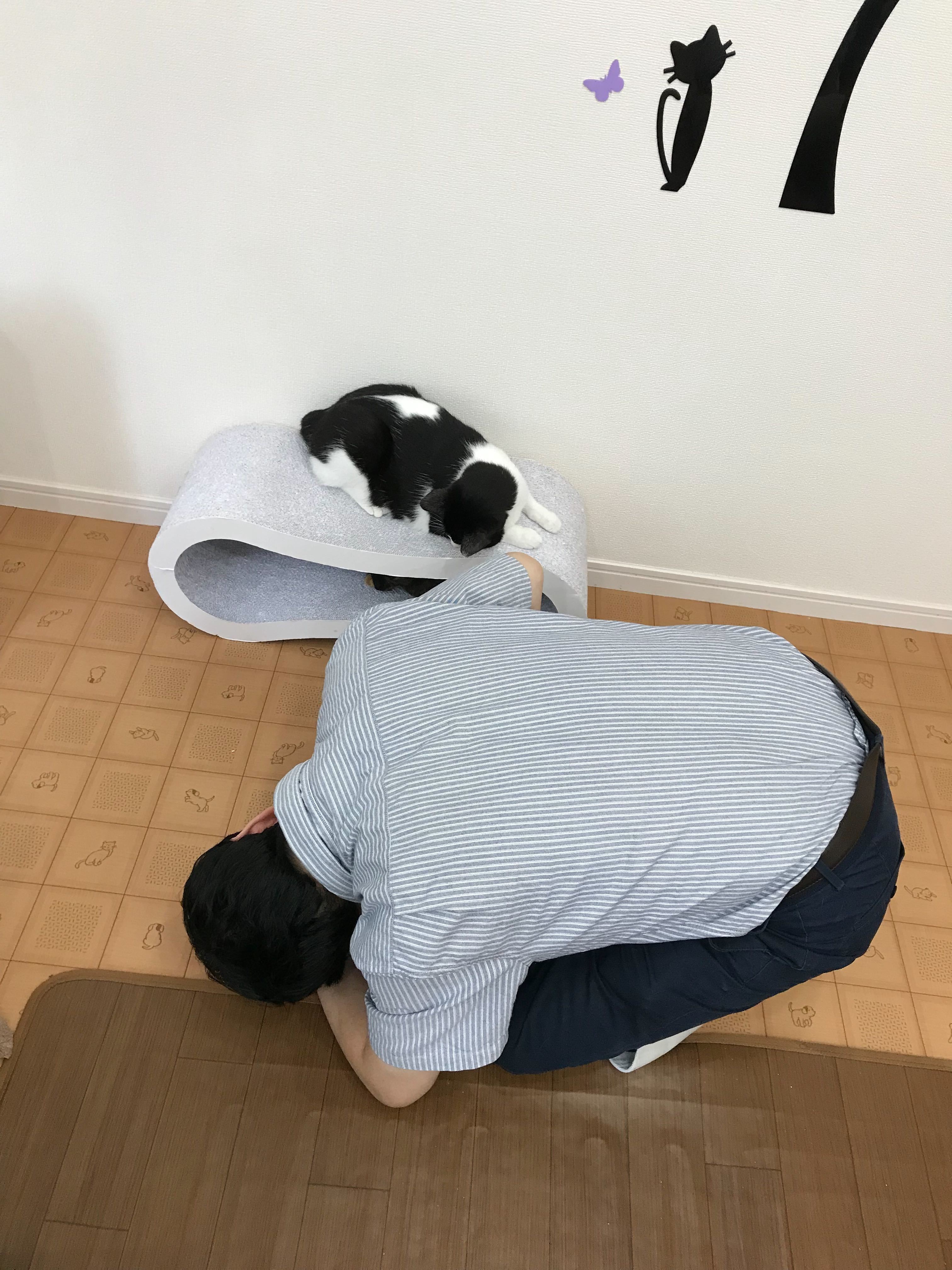 保護猫カフェで猫のように背中を丸める管理責任者