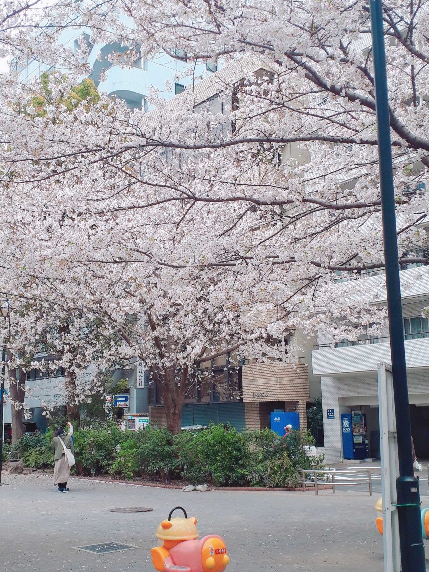 ハローワーク本庁舎前の桜が満開な様子