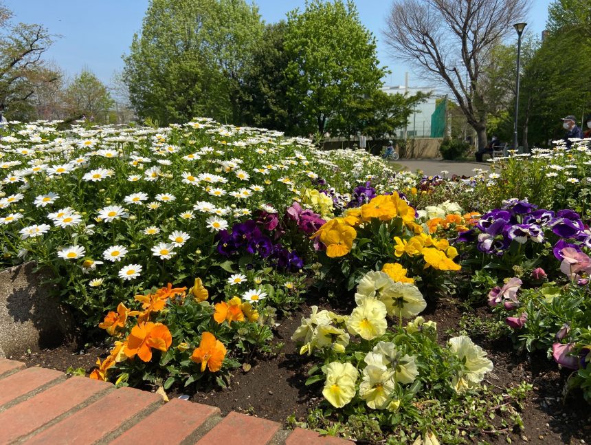 ウォーキングで見つけた花