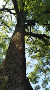 氷川神社の大木