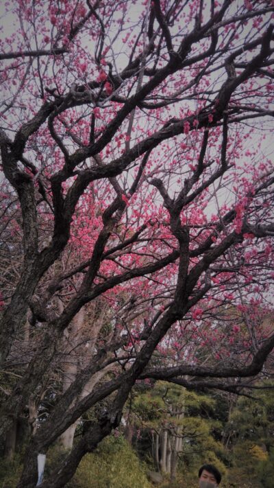 梅を見に行ってきました