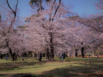 大宮公園へ桜を見に