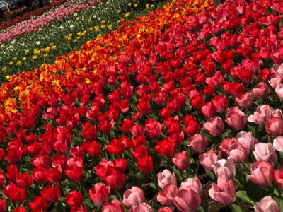 ウォーキングプログラム