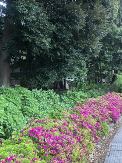 ウォーキングのプログラム１