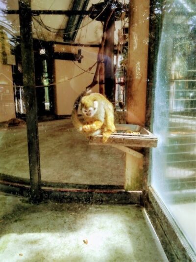 氷川神社ウォーキング１