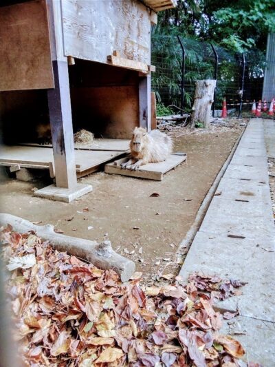 氷川神社ウォーキング２